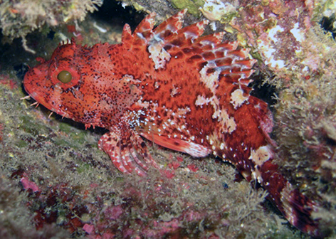 Scorpaena maderensis_08.jpg